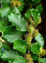 MSA Fagus Sylvatica (Faggio) 50ml