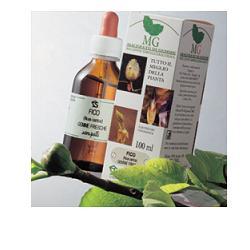 Betula Verrucosa Macerato Glicerico 100ml