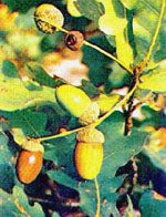 MSA Quercus Peduncolata (Quercia) 50ml